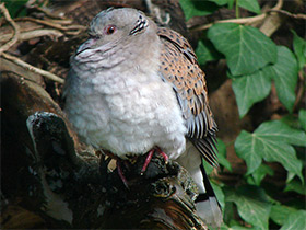 Фото European turtle dove