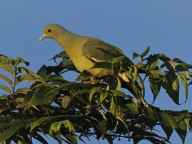 Фото Полосатохвостый зелёный голубь