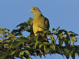 Фото Orange-breasted Green-pigeon