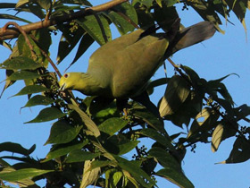 Фото Orange-breasted Green-pigeon