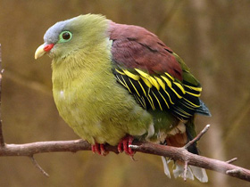Фото Thick-billed green pigeon