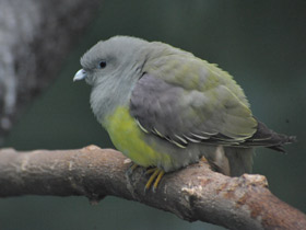 Фото Bruce's green pigeon