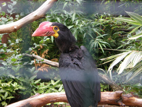 Фото Mindanao wrinkled hornbill