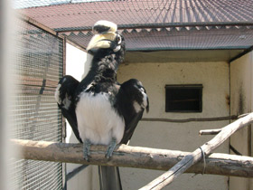 Фото Oriental pied hornbill
