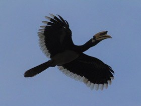 Фото Oriental pied hornbill