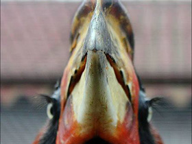 Фото Rufous hornbill