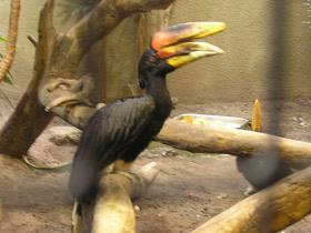 Фото Rhinoceros hornbill