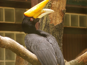 Фото Rhinoceros hornbill