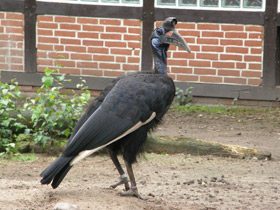 Фото Abyssinian ground hornbill