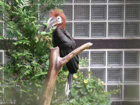 Фото Black-casqued hornbill