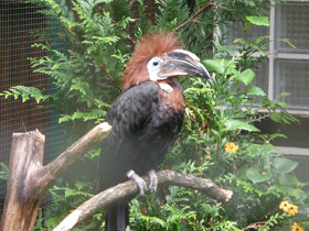 Фото Black-casqued hornbill