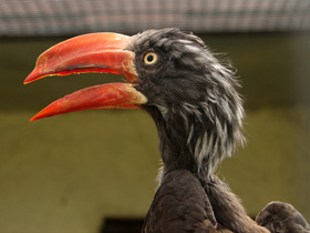 Фото Crowned Hornbill