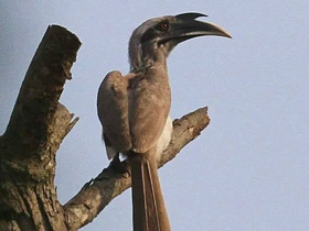 Фото Indian Grey Hornbill