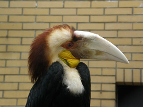 Фото Wreathed hornbill