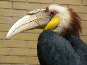 Фото Wreathed hornbill