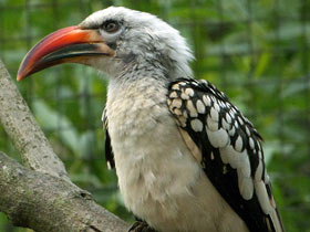 Фото Red-billed hornbill