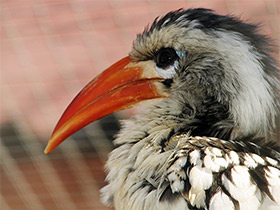 Фото Red-billed hornbill