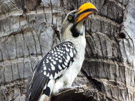 Фото Eastern yellow-billed hornbill