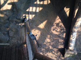 Фото Eastern yellow-billed hornbill
