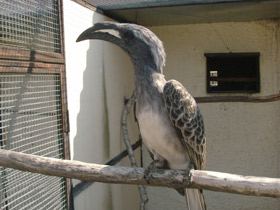 Фото African grey hornbill