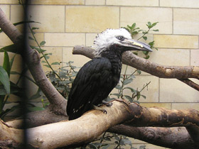 Фото White-crested hornbill