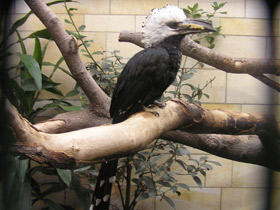 Фото White-crested hornbill