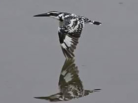 Фото Pied kingfisher