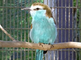 Фото Racket-tailed roller