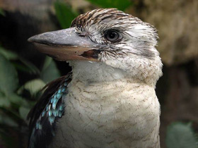 Фото Blue-winged kookaburra