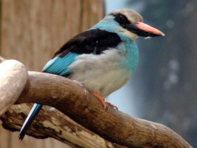 Фото Blue-breasted kingfisher