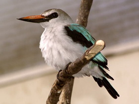 Фото Woodland kingfisher