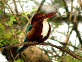 Фото White-throated kingfisher