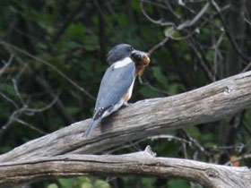 Фото Belted kingfisher