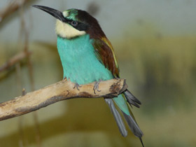 Фото European bee-eater