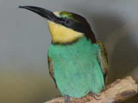 Фото European bee-eater