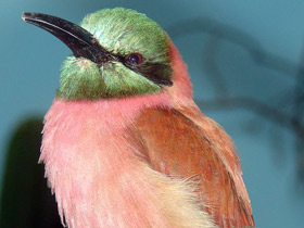 Фото Northern carmine bee-eater