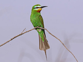 Фото Вlue-cheeked bee-eater