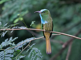 Фото Blue-bearded bee-eater