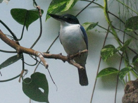 Фото Collared kingfisher