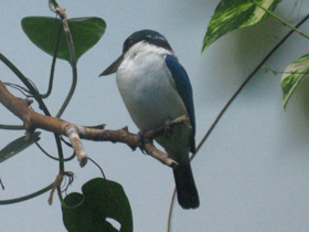 Фото Collared kingfisher