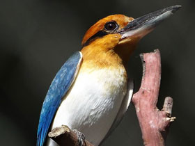 Фото Micronesian kingfisher