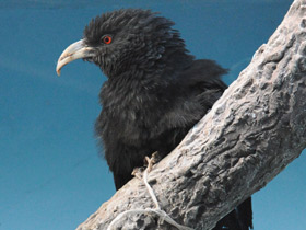 Фото Ivory-billed coucal