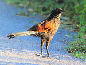 Фото Greater Coucal