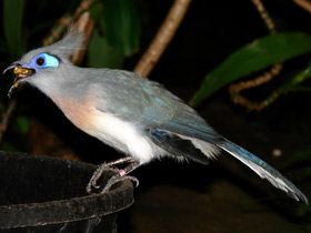 Фото Crested coua