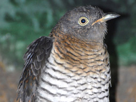 Фото Common cuckoo