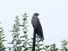 Фото Common cuckoo