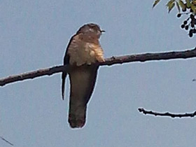Фото Common Hawk-cuckoo