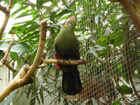 Фото Red-crested turaco