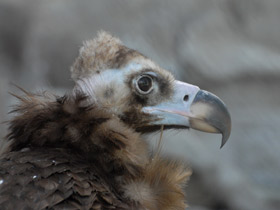 Фото Eurasian black vulture