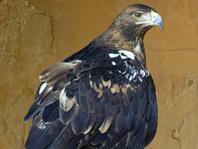 Фото Spanish imperial eagle